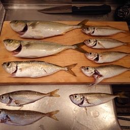 ワカシ