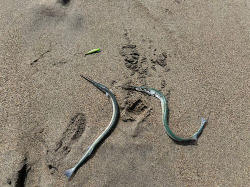 ダツの釣果