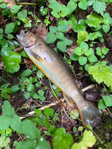 ニッコウイワナの釣果