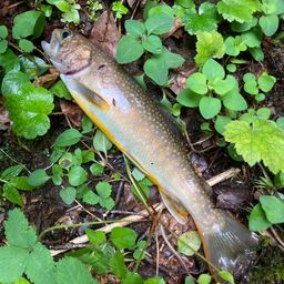 ニッコウイワナ