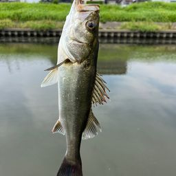シーバス