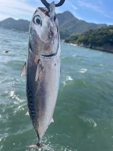ソウダガツオの釣果