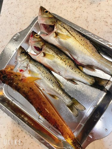 セイゴ（ヒラスズキ）の釣果