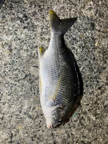 キビレの釣果