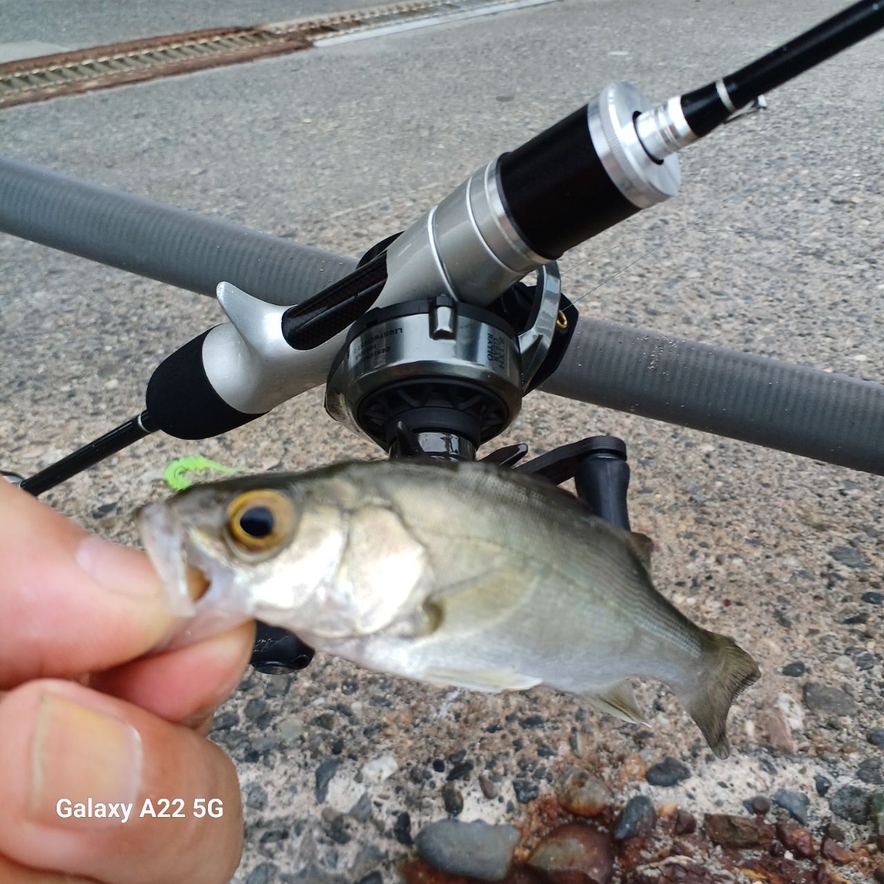 セイゴ（マルスズキ）