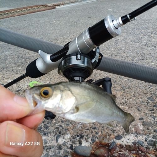 セイゴ（マルスズキ）の釣果