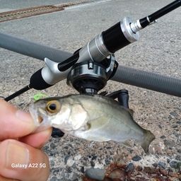 セイゴ（マルスズキ）