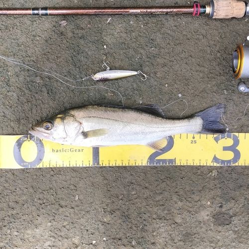 シーバスの釣果