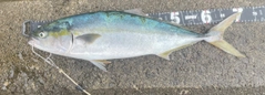 ワラサの釣果
