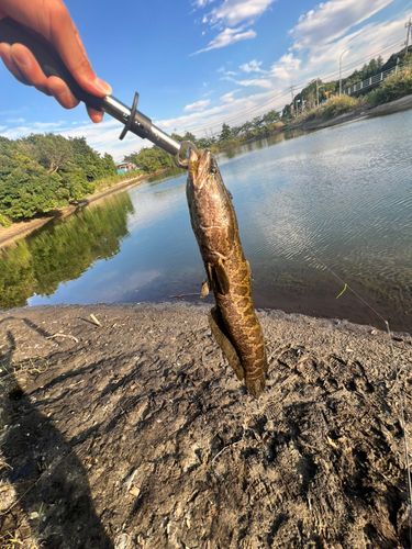 ライギョの釣果