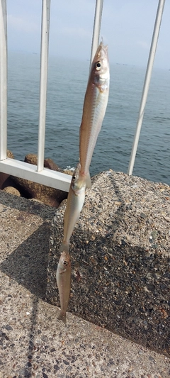 シロギスの釣果