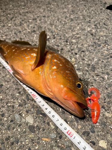 アコウの釣果