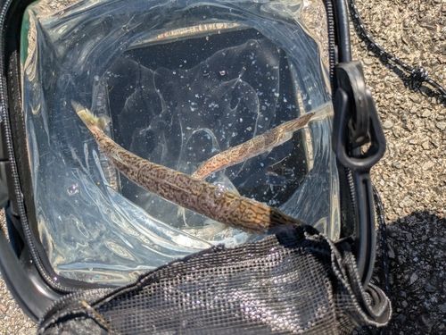 カマスの釣果