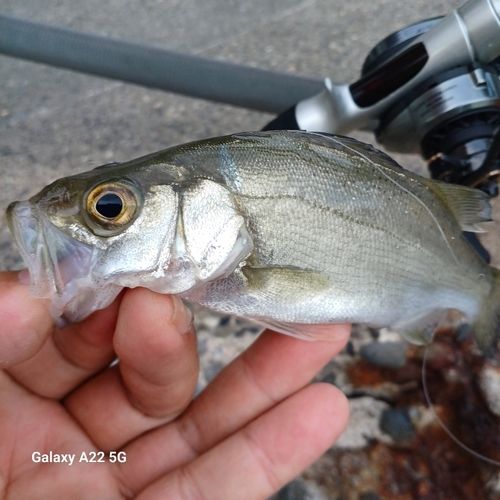 セイゴ（タイリクスズキ）の釣果