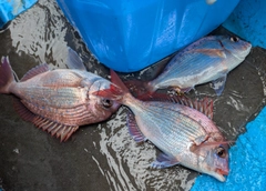 マダイの釣果