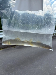 アユの釣果