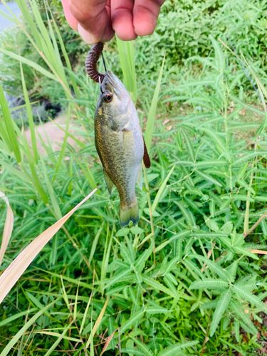 ラージマウスバスの釣果