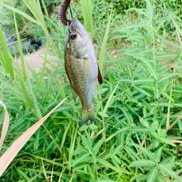 ラージマウスバス