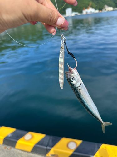 サバの釣果