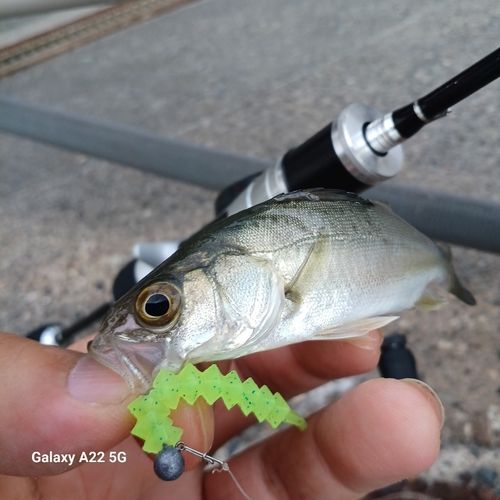 セイゴ（タイリクスズキ）の釣果