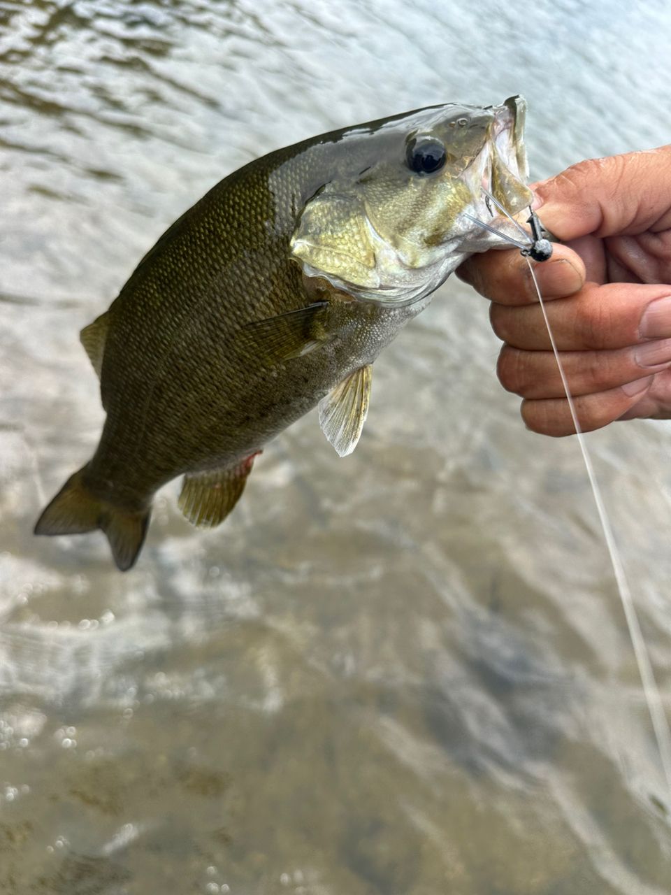 スモールマウスバス