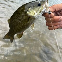 スモールマウスバス