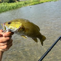 スモールマウスバス