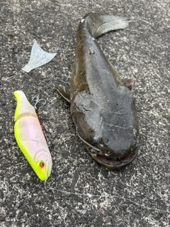 マナマズの釣果