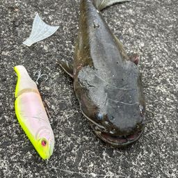 マナマズ