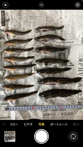 ハゼの釣果