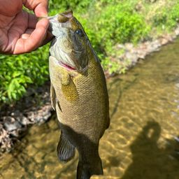 スモールマウスバス