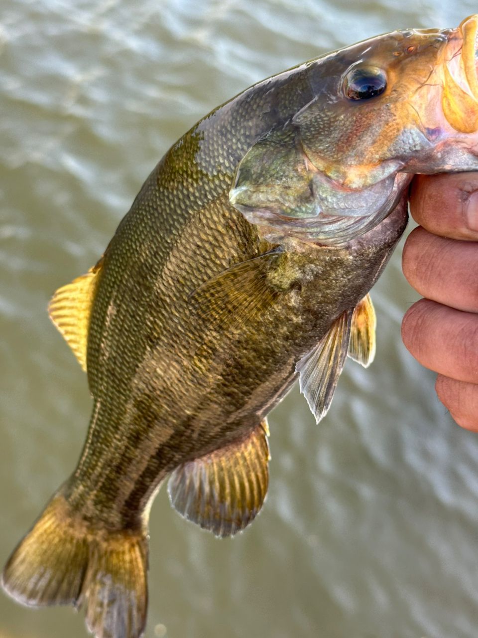 スモールマウスバス