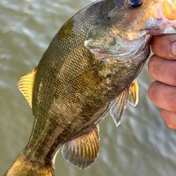 スモールマウスバス