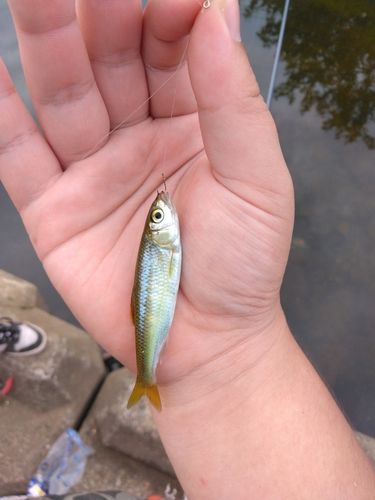 オイカワの釣果