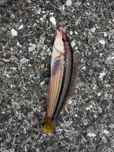 キュウセンの釣果