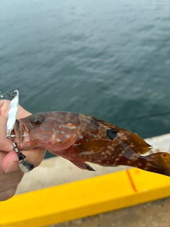 キジハタの釣果
