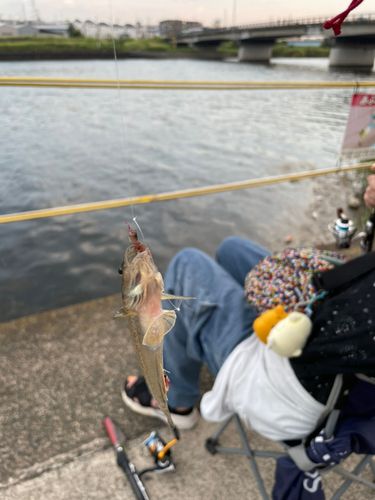 マハゼの釣果