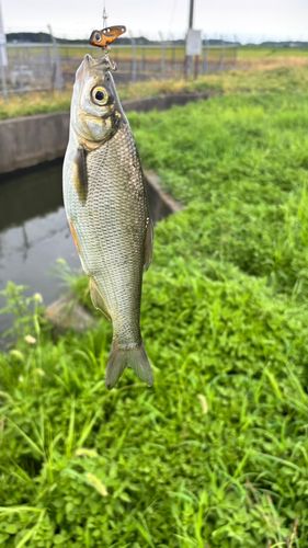 ワタカの釣果