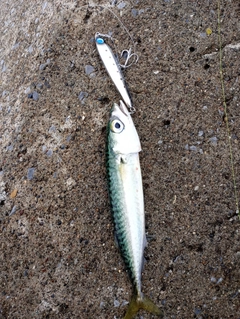 マサバの釣果