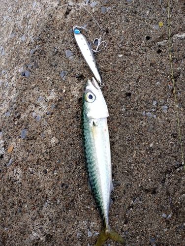 マサバの釣果