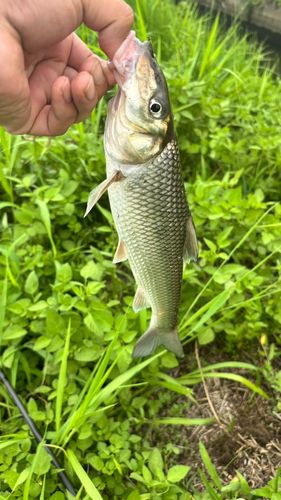 ニゴイの釣果