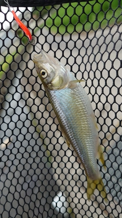 カワムツの釣果