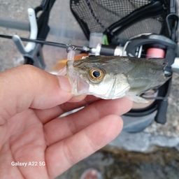 セイゴ（タイリクスズキ）