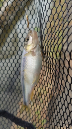 カワムツの釣果