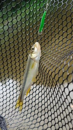 カワムツの釣果