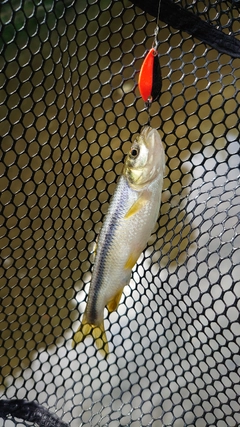 カワムツの釣果