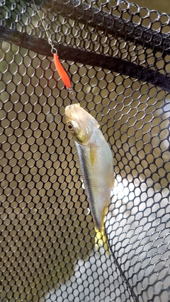 カワムツの釣果