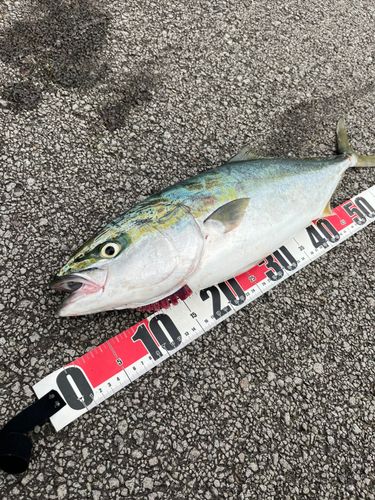 ハマチの釣果