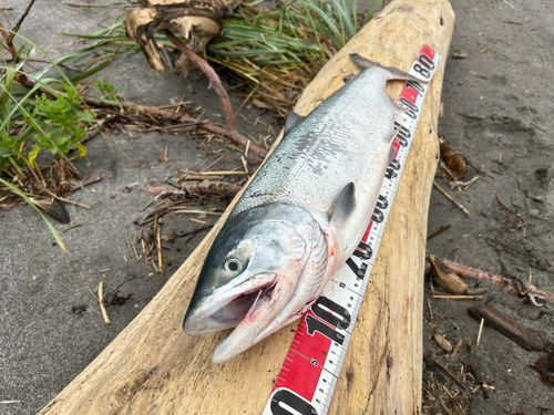 アキアジの釣果