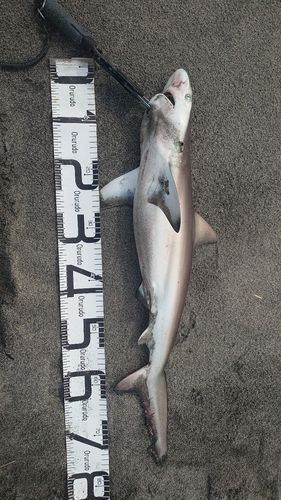 サメの釣果